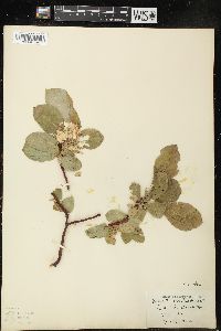 Salix tweedyi image