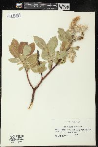 Salix tweedyi image