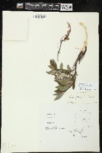 Salix tyrrellii image