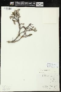 Salix tyrrellii image