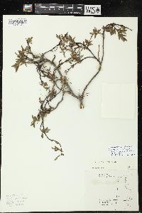 Salix tyrrellii image