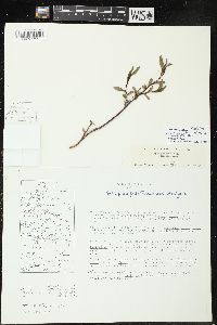 Salix tyrrellii image