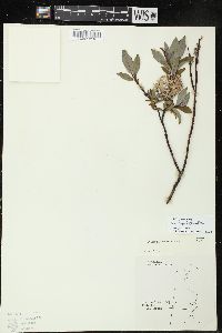 Salix tyrrellii image