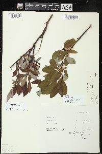 Salix tyrrellii image