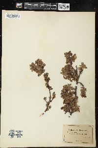 Salix uva-ursi image