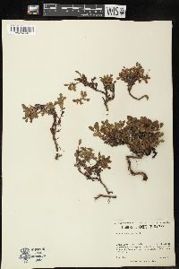 Salix uva-ursi image