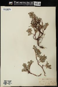 Salix uva-ursi image