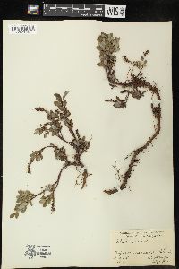 Salix uva-ursi image