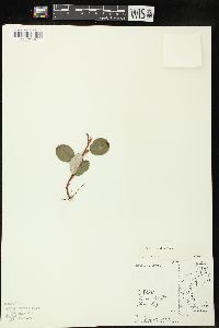 Salix vestita image