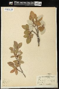 Salix vestita image
