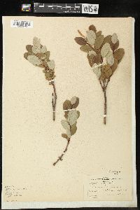 Salix vestita image