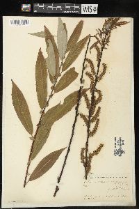 Salix vestita image