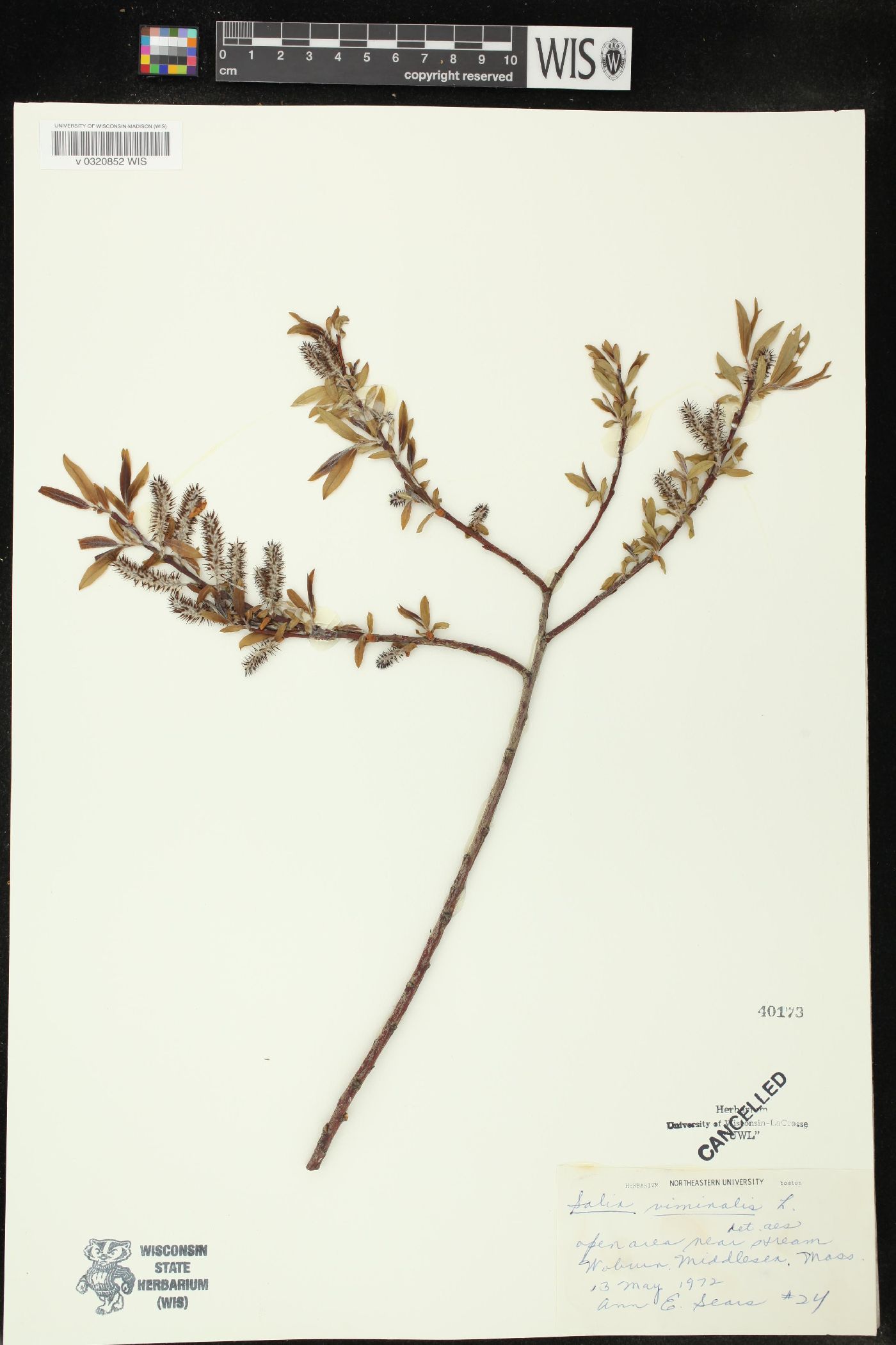 Salix viminalis image