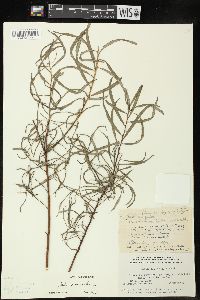 Salix viminalis image