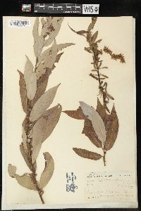 Salix vestita image