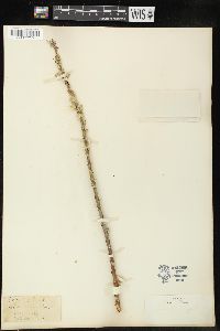 Salix viminalis image