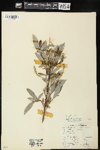 Salix wardii image