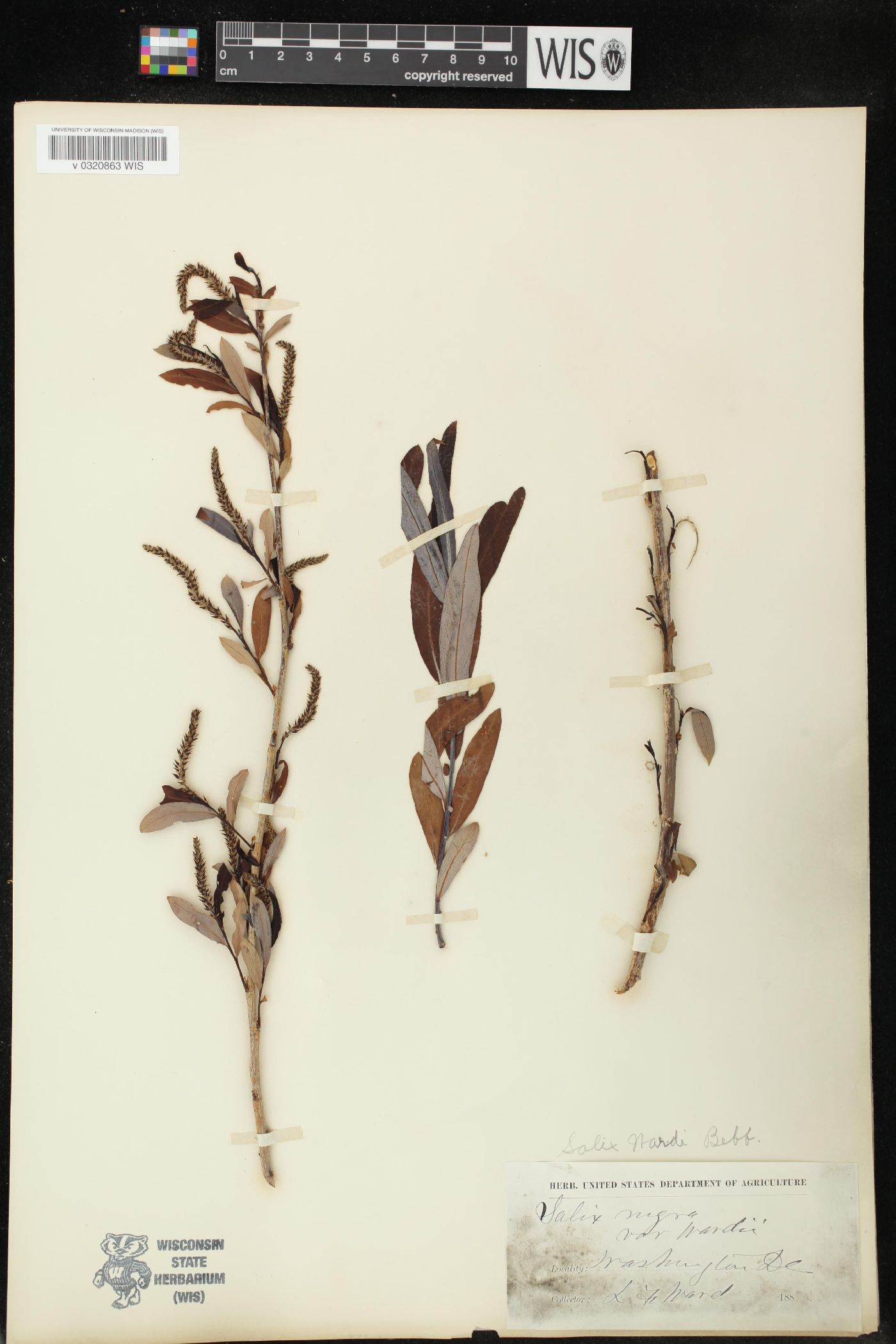 Salix wardi image