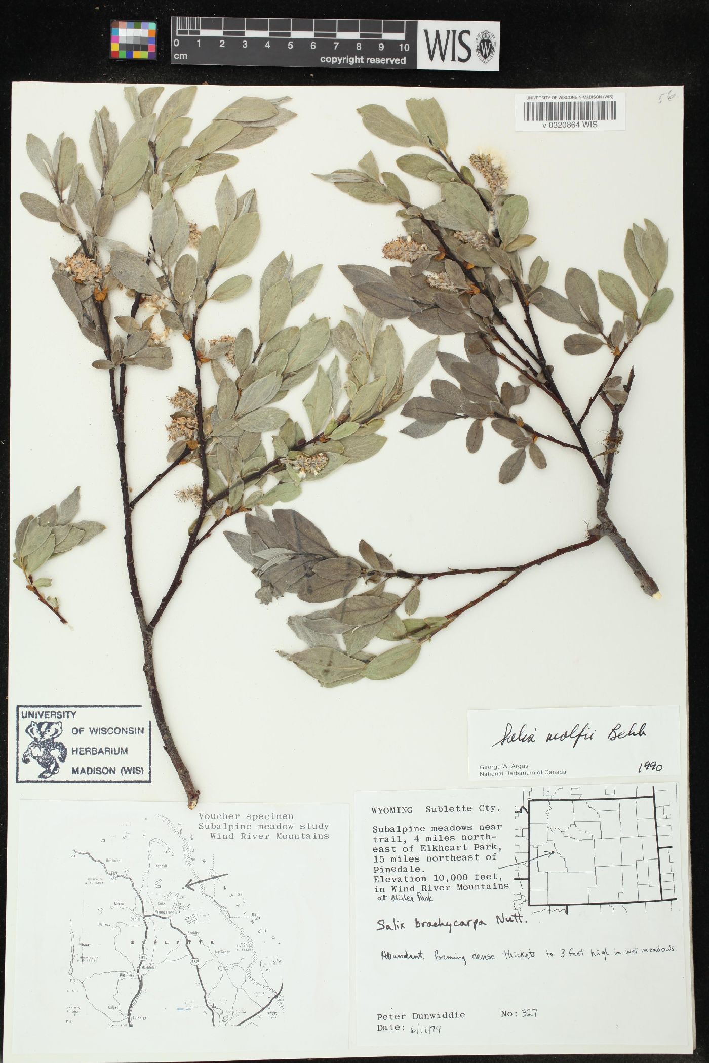 Salix wolfii image