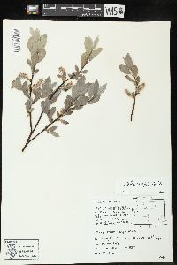 Salix wolfii image