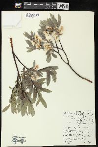 Salix wolfii image