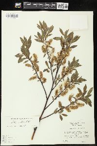 Salix commutata image