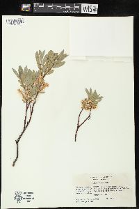 Salix wolfii image