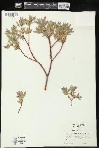 Salix wolfii image