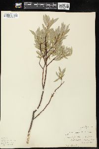 Salix wolfii image