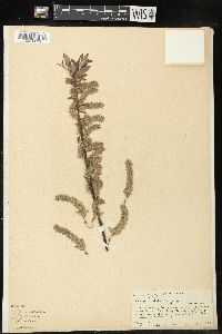 Salix cordata image