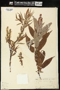 Salix vestita image