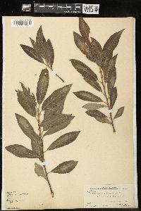 Salix caprea image