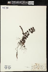 Veronica officinalis image