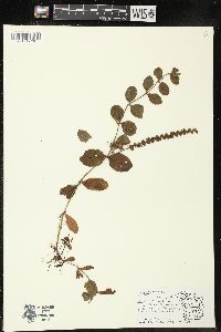 Veronica officinalis image