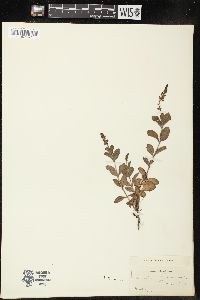 Veronica officinalis image