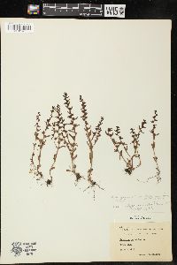 Veronica peregrina subsp. xalapensis image