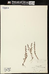 Veronica peregrina subsp. xalapensis image