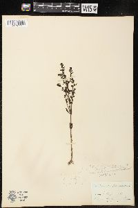 Veronica peregrina subsp. xalapensis image