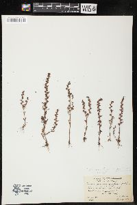 Veronica peregrina subsp. xalapensis image