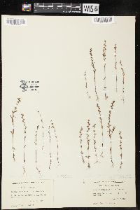 Veronica peregrina subsp. xalapensis image