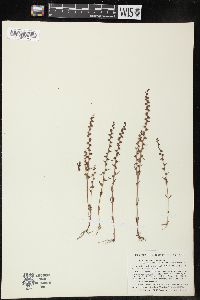 Veronica peregrina subsp. xalapensis image