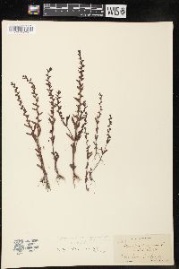 Veronica peregrina subsp. xalapensis image