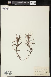 Veronica scutellata image