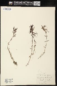 Veronica scutellata image