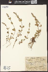 Veronica serpyllifolia subsp. serpyllifolia image