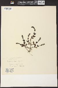 Veronica serpyllifolia subsp. humifusa image