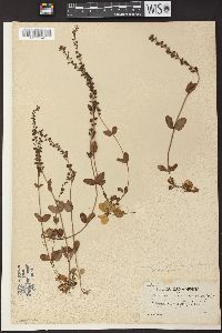 Veronica serpyllifolia subsp. humifusa image