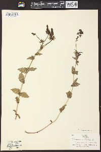 Veronica teucrium image