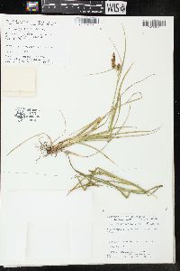 Carex flava image