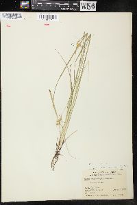 Carex viridula image